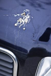 removing bird droppings from car